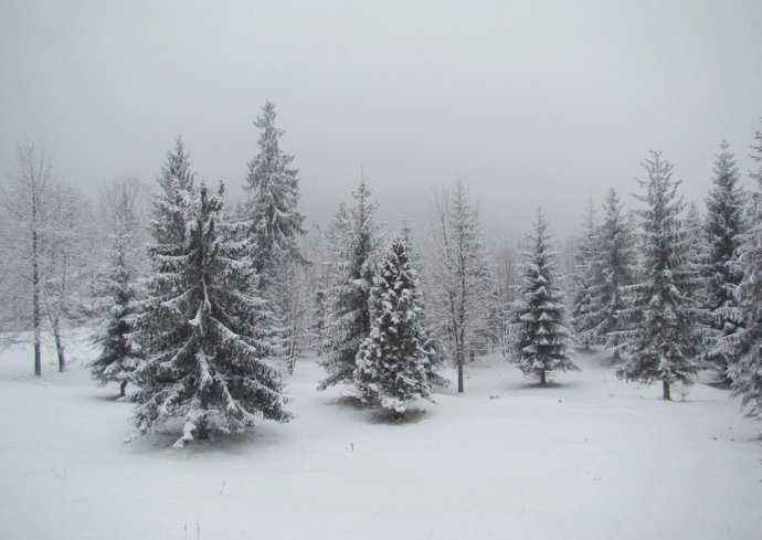 3公分雪松树