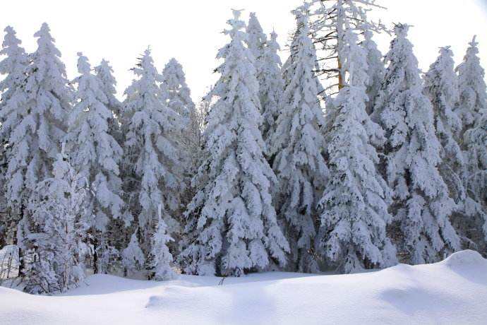 10公分雪松树